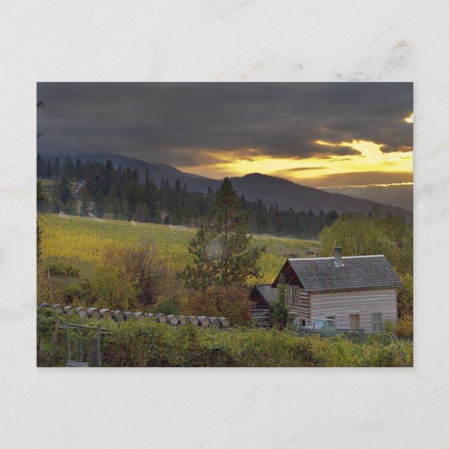 Sunset sky over vineyards and historic log cabin postcard (Front)