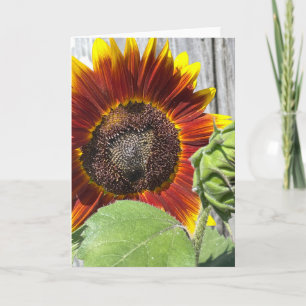 Sunset Sunflower  Invitation