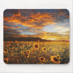 Sunset SunflowersField Mouse Pad