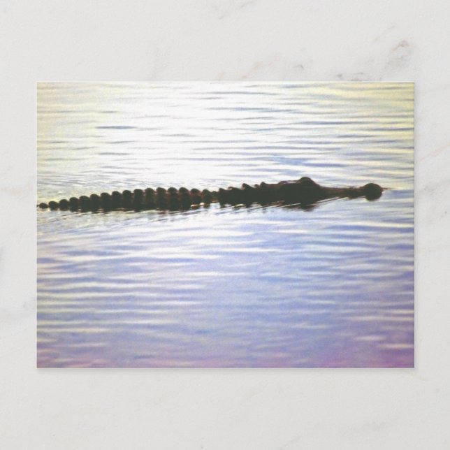 SUNSET SWIM POSTCARD (Front)