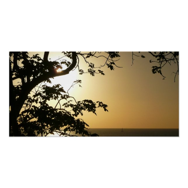 Sunset Through Trees II Tropical Photography Poster (Front)