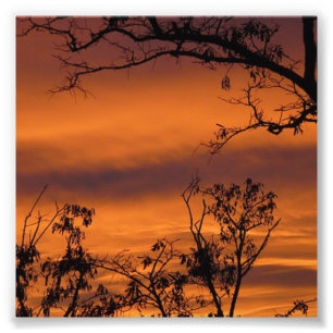 Sunset Tree Photo Print