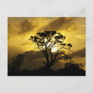 Sunset Tree Postcard