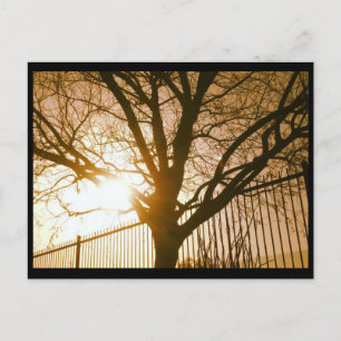 Sunset Tree Silhouette Postcard