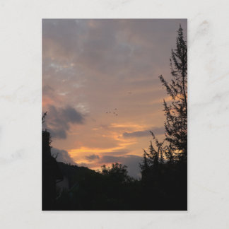 Sunset view with birds flying over trees, postcard