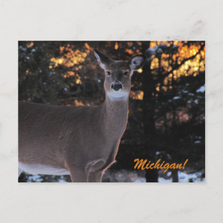 Sunset Whitetail Postcard