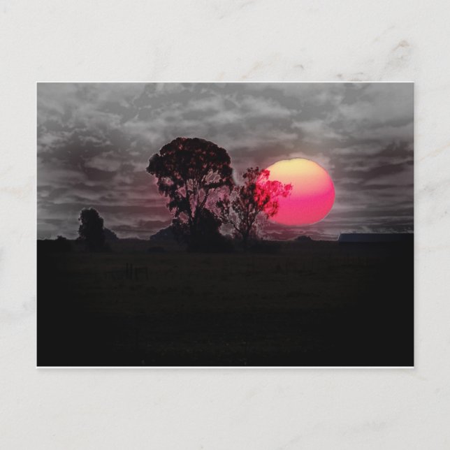 Sunset With Tree Postcard (Front)