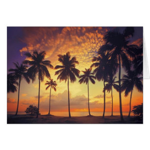 Sunsetpalm