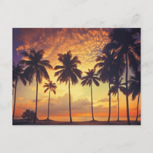 Sunsetpalm Postcard