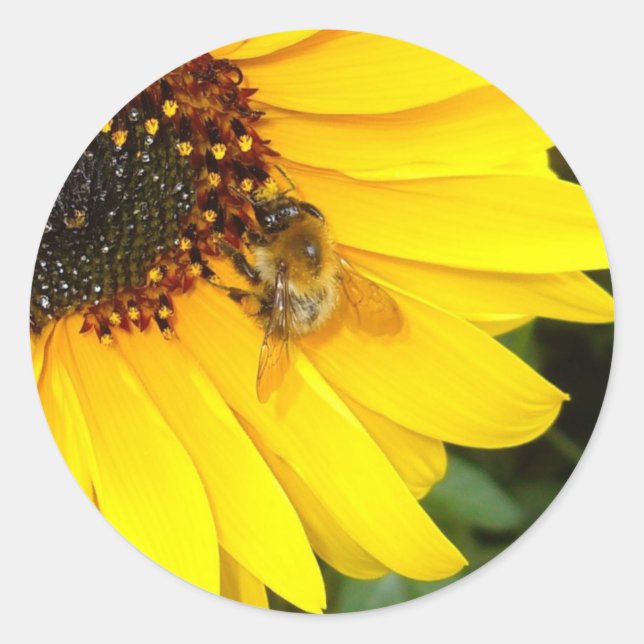 SUNSHINE 4U    Stickers (Front)