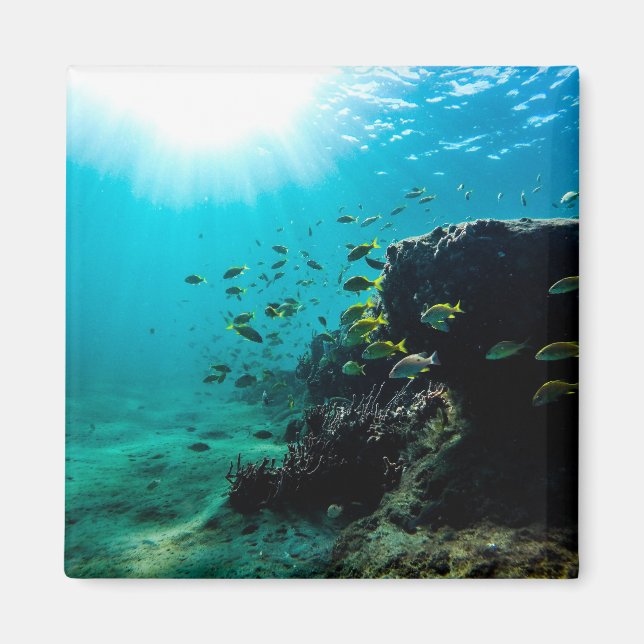 Sunshine and Tropical Fish Magnet (Front)