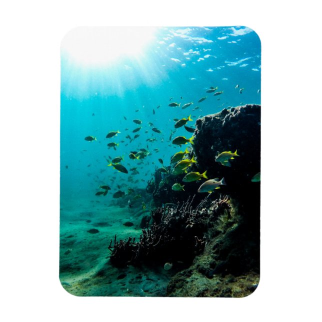 Sunshine and Tropical Fish Magnet (Vertical)
