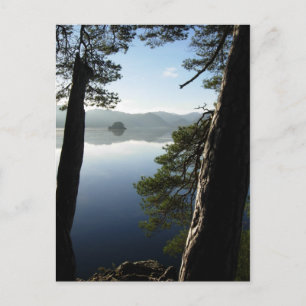 Sunshine between the Pines in Keswick Postcard