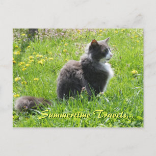 Sunshine Cat Postcard