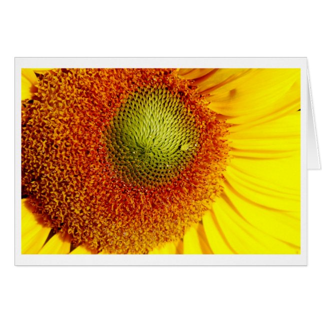 Sunshine centre (Front Horizontal)