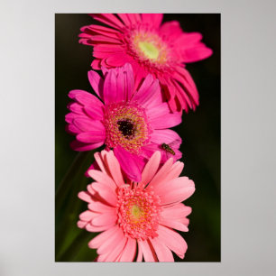 Sunshine Gerberas Poster