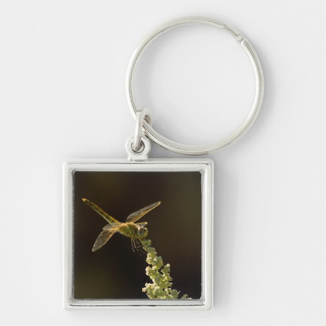 Sunshine on a landed Dragonfly Keychain (Front)