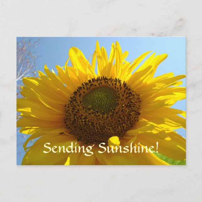 SUNSHINE Post Card Sun Flower Postcards Holidays (Front)