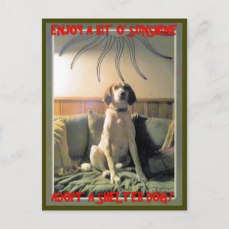Sunshine Shelter Dog Postcard