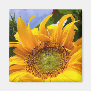 SUNSHINE SUNFLOWER ~ Magnet