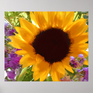 Sunshine Sunflower Poster