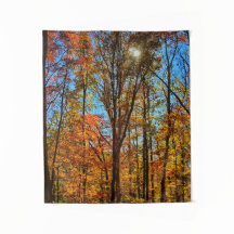 Sunshine through Autumn Fall Forest