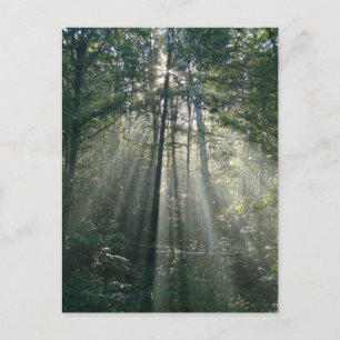 Sunshine Through Trees Ontario Postcard