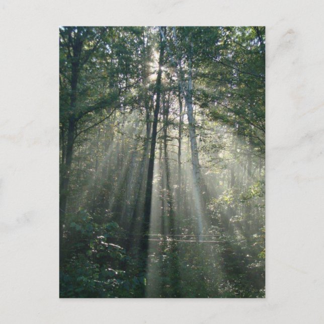 Sunshine Through Trees Ontario Postcard (Front)
