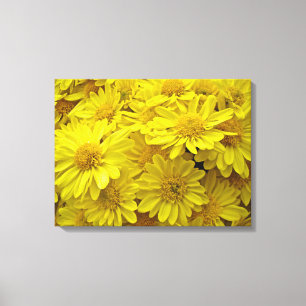 Sunshine Yellow Chrysanthemums Canvas Print