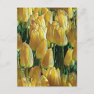 Sunshine Yellow Tulips Postcard