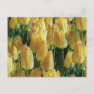 Sunshine Yellow Tulips Postcard
