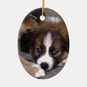 Super Cute Australian Shepherd Puppy Ceramic Ornament