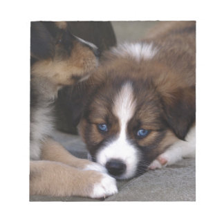 Super Cute Australian Shepherd Puppy Notepad