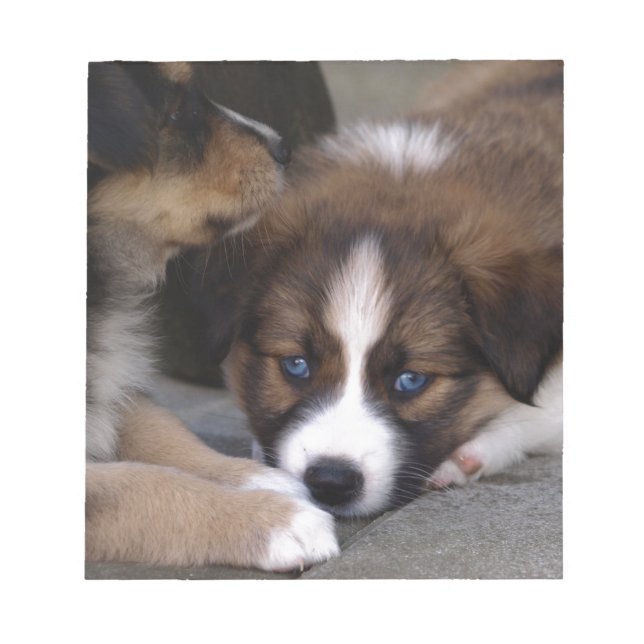 Super Cute Australian Shepherd Puppy Notepad (Front)