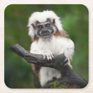 Super Cute Cotton Top Tamarin Primate Square Paper Coaster