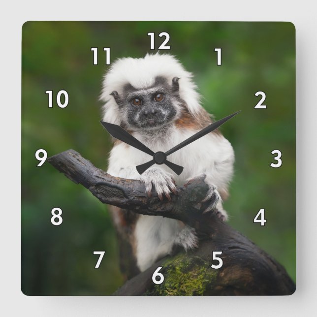 Super Cute Cotton Top Tamarin Primate Square Wall Clock (Front)