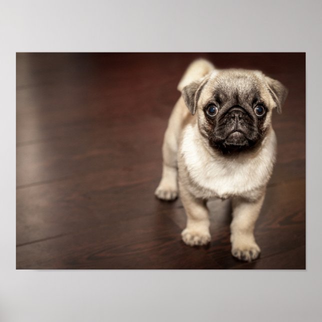 Super Cute Pug Poster (Front)