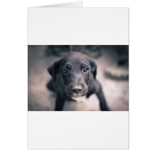 Super Cute Puppy Dog (Front)