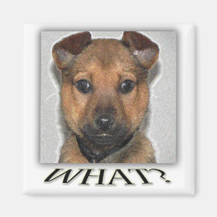 Super cute puppy magnet
