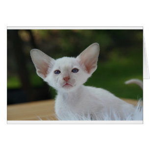 Super Cute Siamese Kitten
