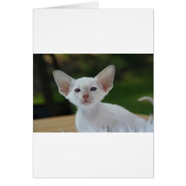 Super Cute Siamese Kitten (Front)