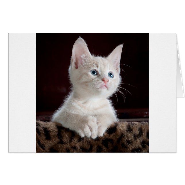 Super Cute White Kitten (Front Horizontal)