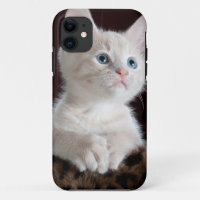 Super Cute White Kitten