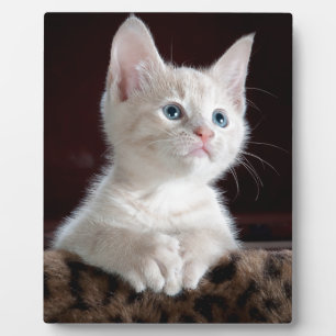 Super Cute White Kitten Plaque