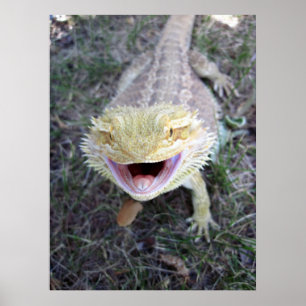 Super Happy Bearded Dragon Poster