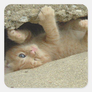 Super Hero Orange Tabby Kitten Square Sticker