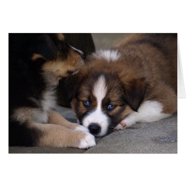Super mignonne Chien Australien (Devant horizontal)