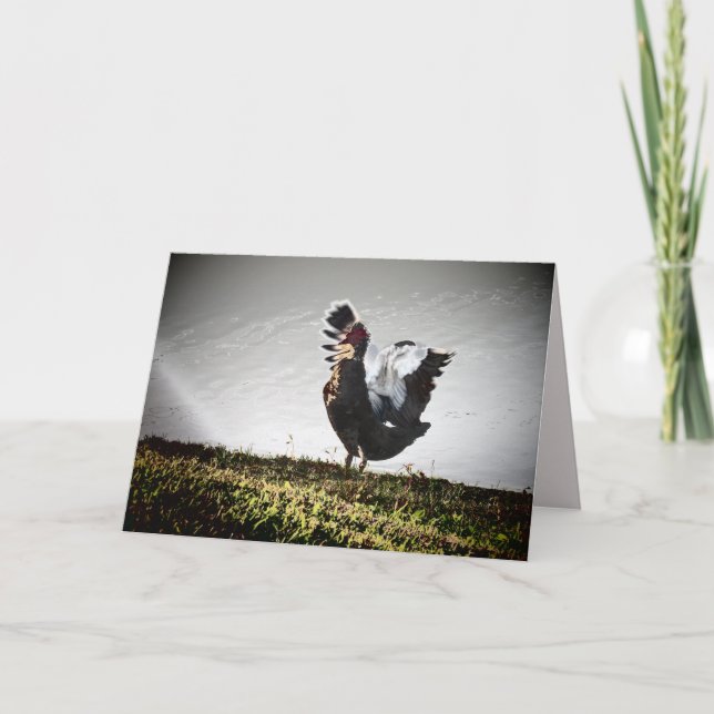Super Muscovy Duck Greeting Card (Front)