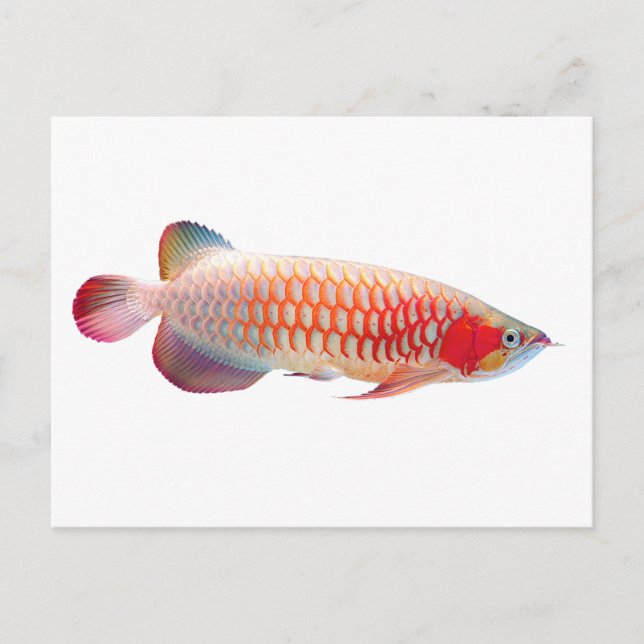 Super Red Arowana Postcard (Front)