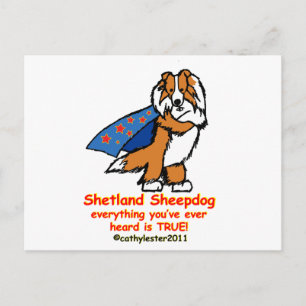 Super sheltie sable postcard